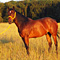 WildOrchid Stable