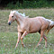 WildOrchid Stable