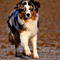V�terchen Frost