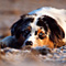 V�terchen Frost