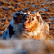 V�terchen Frost