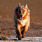 V�terchen Frost