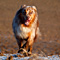 V�terchen Frost