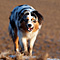 V�terchen Frost