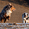 V�terchen Frost