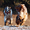 V�terchen Frost