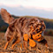 Goldener Herbst