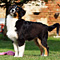 Lettweiler-Aussies