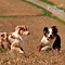 Lettweiler-Aussies